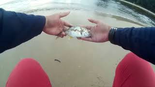 Ultralight Casting Muara Beringgis Baby Gt Licensed