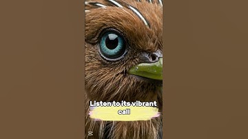 The Colorful Song of the Vink (Chaffinch) 🎵🕊️ #birds #birdsound #birdsong #ringtoneapp #nature
