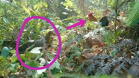 Cuab qaib qus tuaj zoo heev lis 2020