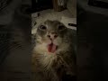 video by: @iamrigbycat
