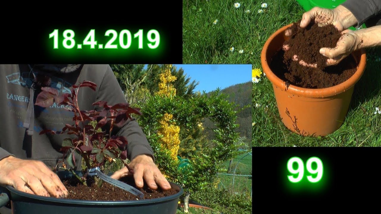 Ab in den Garten trnendes Herz mit einer berraschung / Rose eintopfen  Funkie und mehr