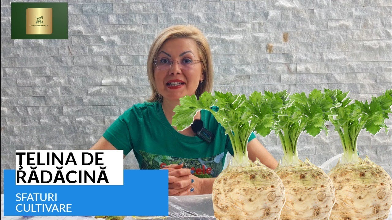 Țelina de rădăcină- cultivare, sfaturi pentru recolte bogate