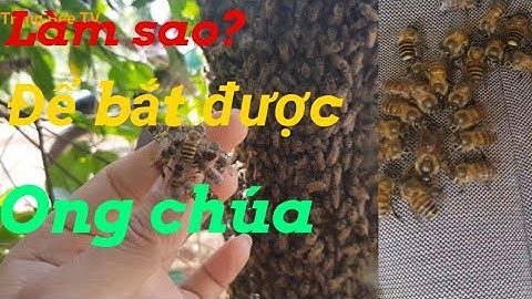 Làm sao để  bắt ong chúa trong cột điện?| phân biệt ong chúa già và chúa non.