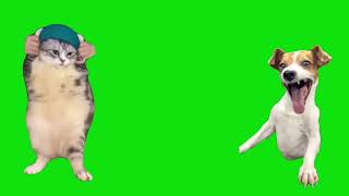 Dog Laughes At Dancing Cat Meme Green Screen Template
