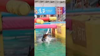Water obstacle course fail compilation #obstaclecourse #waterpark