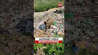 Elephant searches for food amid plastic waste in Karnataka, video sparks concern