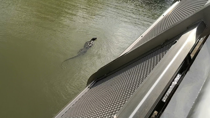 02nd Apr Punggol Waterway. Monitor Lizard lazy swimming.