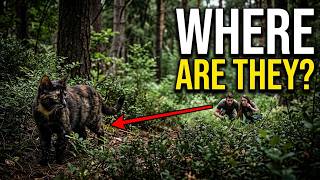 4 FOREST KITTENS DISAPPEARED! Following the MOTHER CAT to FIND Them! 🐈🌲