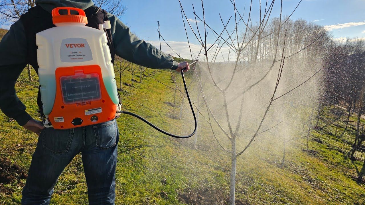 Самая распространённая ошибка, которую все совершают! Когда и чем опрыскивать плодовые деревья?