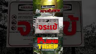 flame tiger เบื้องหลังความสวย คือความอันตรายที่น้อยคนจะรู้