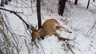 Ходовая охота на косулю. Тяжелый трофей! Hunting the roe-deer