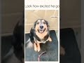 good boy #tiktok #funny #fyp #laugh #meme #day