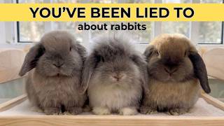 You've Been Lied To About Rabbits