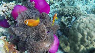 Malediven Filitheyo 2022 Schnorcheln Am Hausriff Gopro 4K