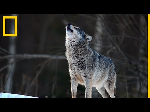 Lobos 101 | National Geographic en Español