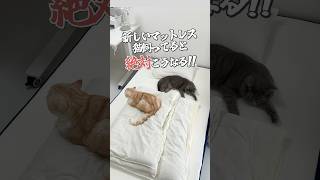 #PR #ブルーボックス #BLUEBOXマットレス #猫