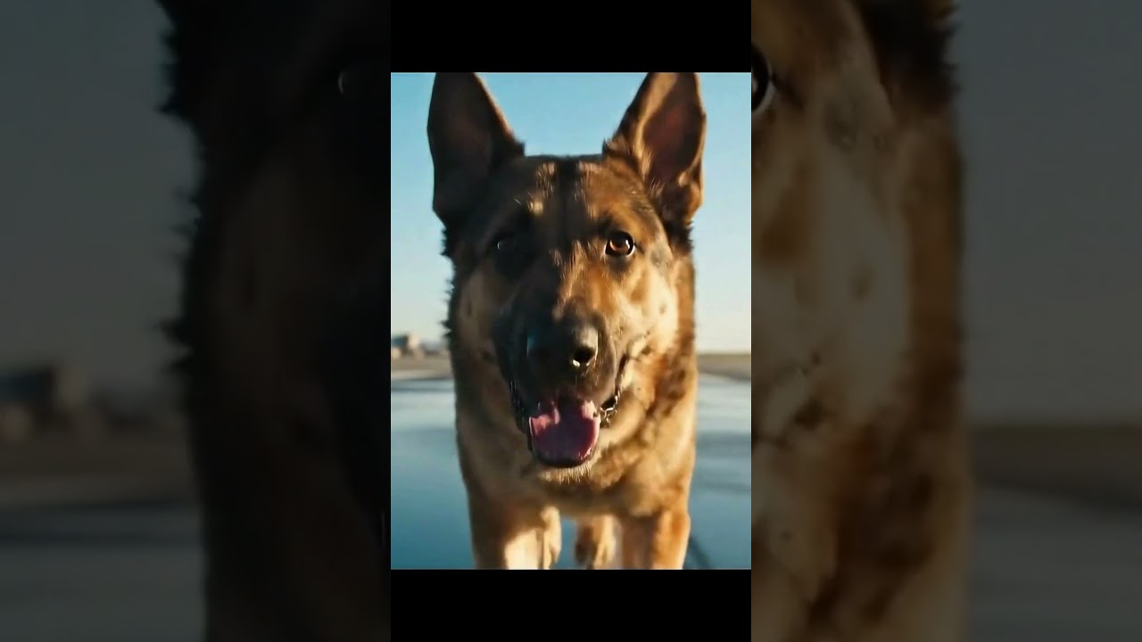 The Incredible Story of Hero Dog Rex