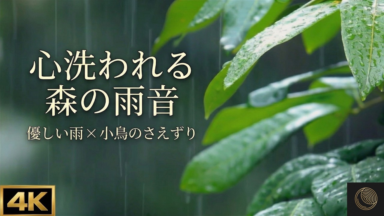 【自然音ASMR】穏やかな雨音と鳥のさえずり。心洗われる森の雨で深く眠る【睡眠・作業用・リラックス・寝かしつけBGM】