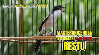 Masteran Cendet Full Tembakan Raja Getar Restu Suara Jernih!!