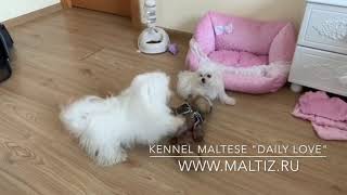 Мальтийская болонка/щенок мальтезе Мальтийская болонка/щенок мальтезе