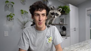 One Month with a Pet Raccoon Update!