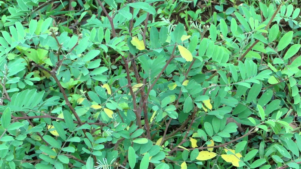 Promising Herb for Dental Regeneration Research - Pankaj Oudhia's Ethnobotanical Surveys-1826