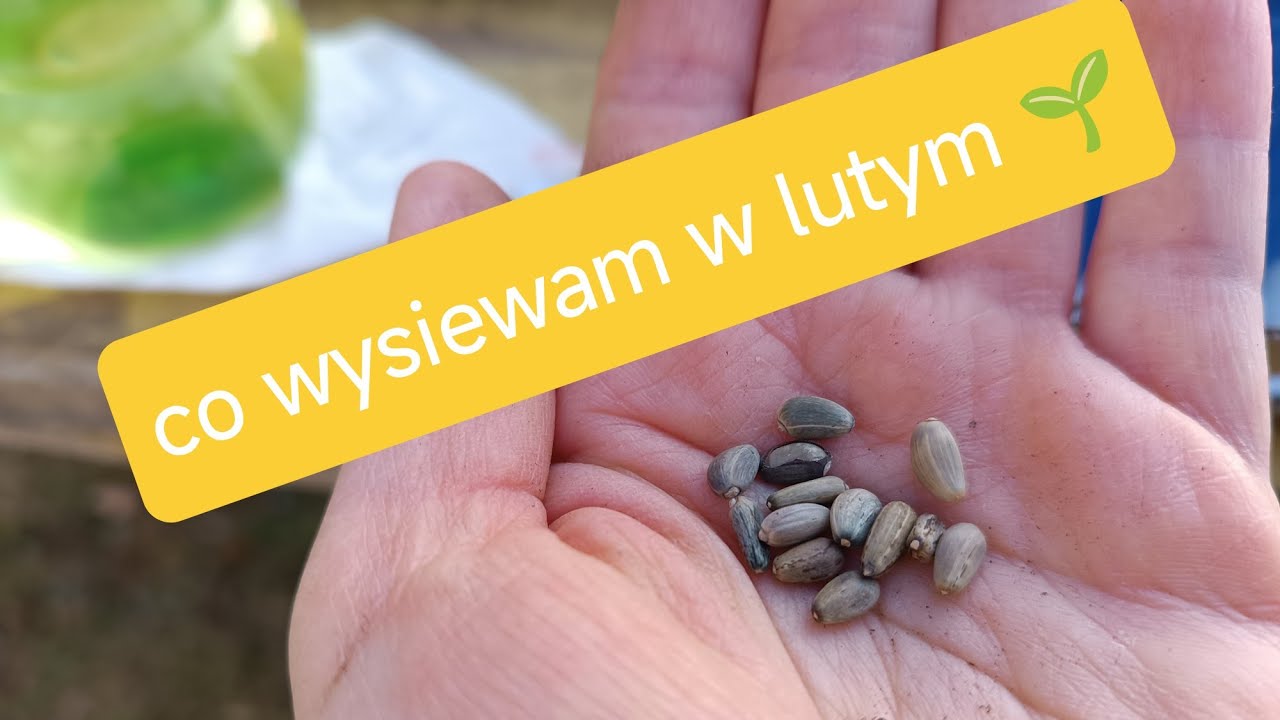 Co wysiewać w lutym? Moje wysiewy.