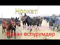 20-декабрь/Ноокаттагы Өспүрүм,Кулун,Тай,Кунан баалары