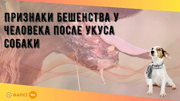 Признаки бешенства у человека после укуса собаки
