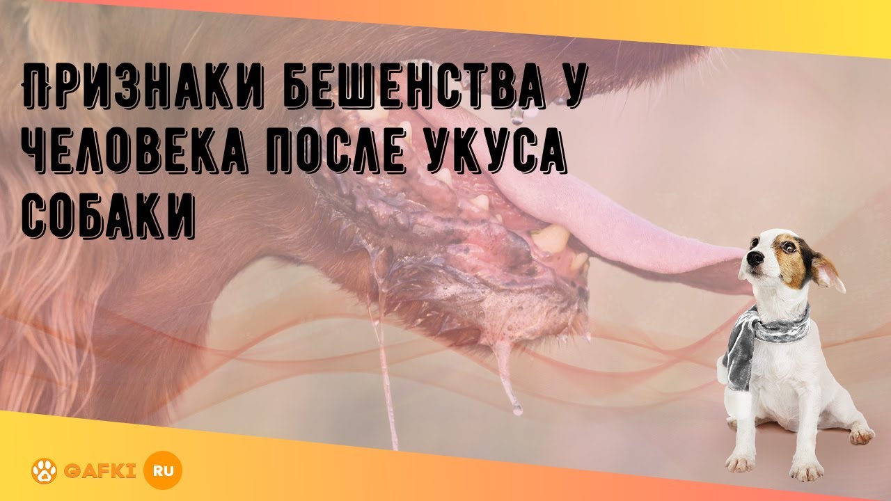 Признаки бешенства у человека после укуса собаки - YouTube