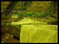 Návštěva krokodýlí zoo Protivín 2024