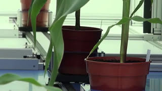 National Plant Phenomics Centre