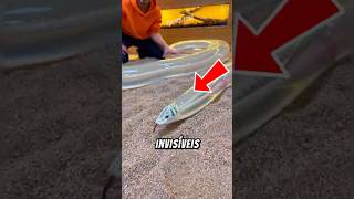 VOCÊ NUNCA encontraria esses animais na natureza. #animais #curiosidades#bichos #fatoscuriosos