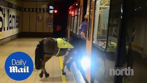 Guide horse will move to London to help visually impaired commuter