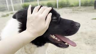 Adopt Aki