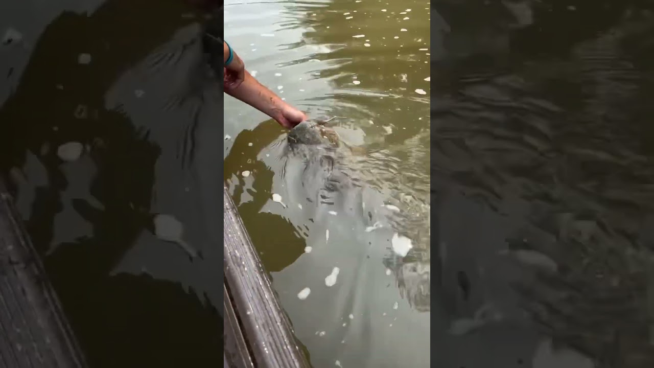 Flatheads on the St.Francis River