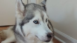 We had to go back to the vet 🙁 by Meeler Husky 548 views 1 year ago 1 minute, 36 seconds