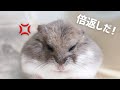 やられたらやり返す…倍返しだ！！半沢あられの大暴走【ハムスター】