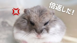 やられたらやり返す…倍返しだ！！半沢あられの大暴走【ハムスター】