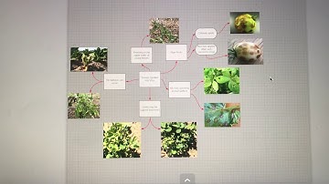 Tomato Spotted Wilt Virus