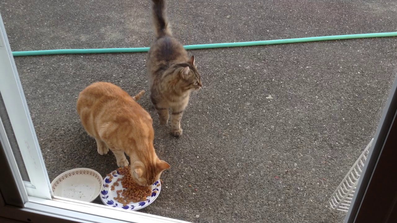 CUTE CATS EATING YouTube
