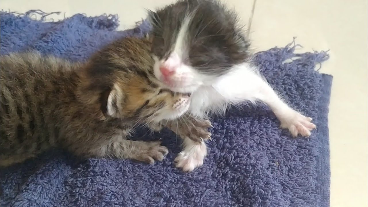 Orphan Kitten Gets a Second Chance After Finding a Nursing Mom Cat