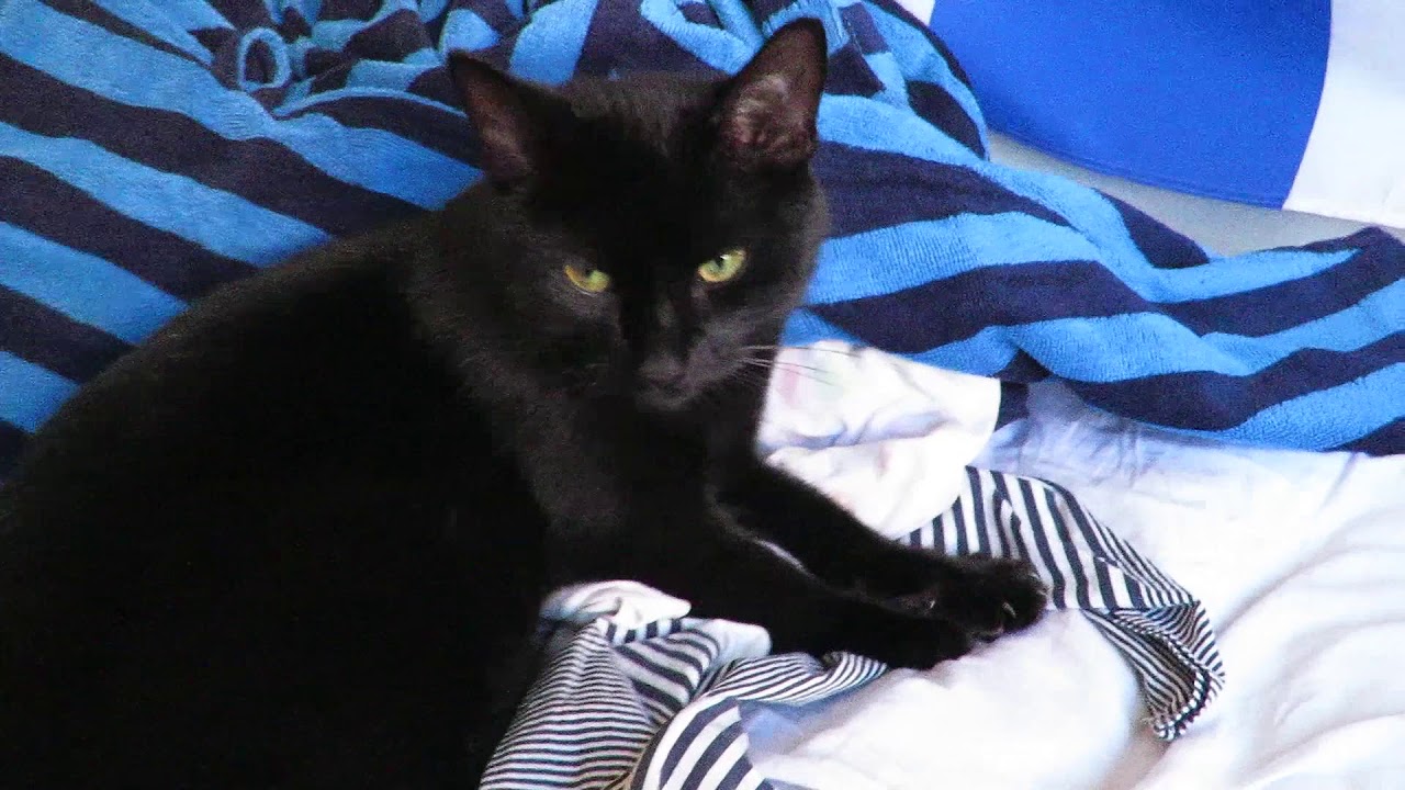 The CAT is BACK! YouTube