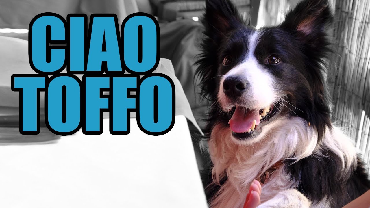 CIAO TOFFO