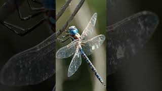 3 Increíbles Datos Curiosos Sobre Las Libélulas