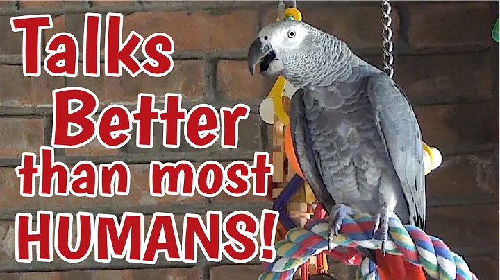 Einstein Parrot can talk better than most humans
