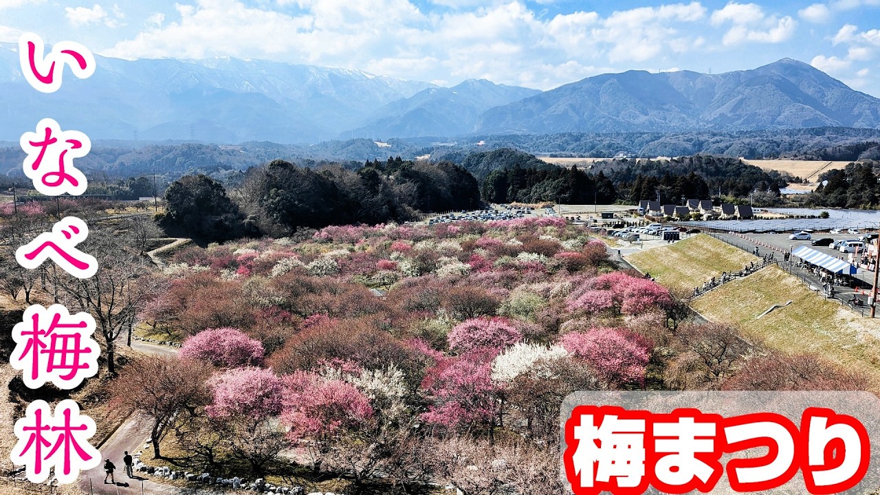 【MT-09 Y-AMT】2026いなべ市農業公園梅まつり 雪の鈴鹿山脈と梅林のコントラスト