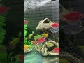 #hocac #cacanh #aquarium #fishtank #aquascape #relaxing #chill #petfish #hocacmini #aquariumlife