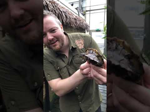 Video: Stripe-Necked Musk Turtle