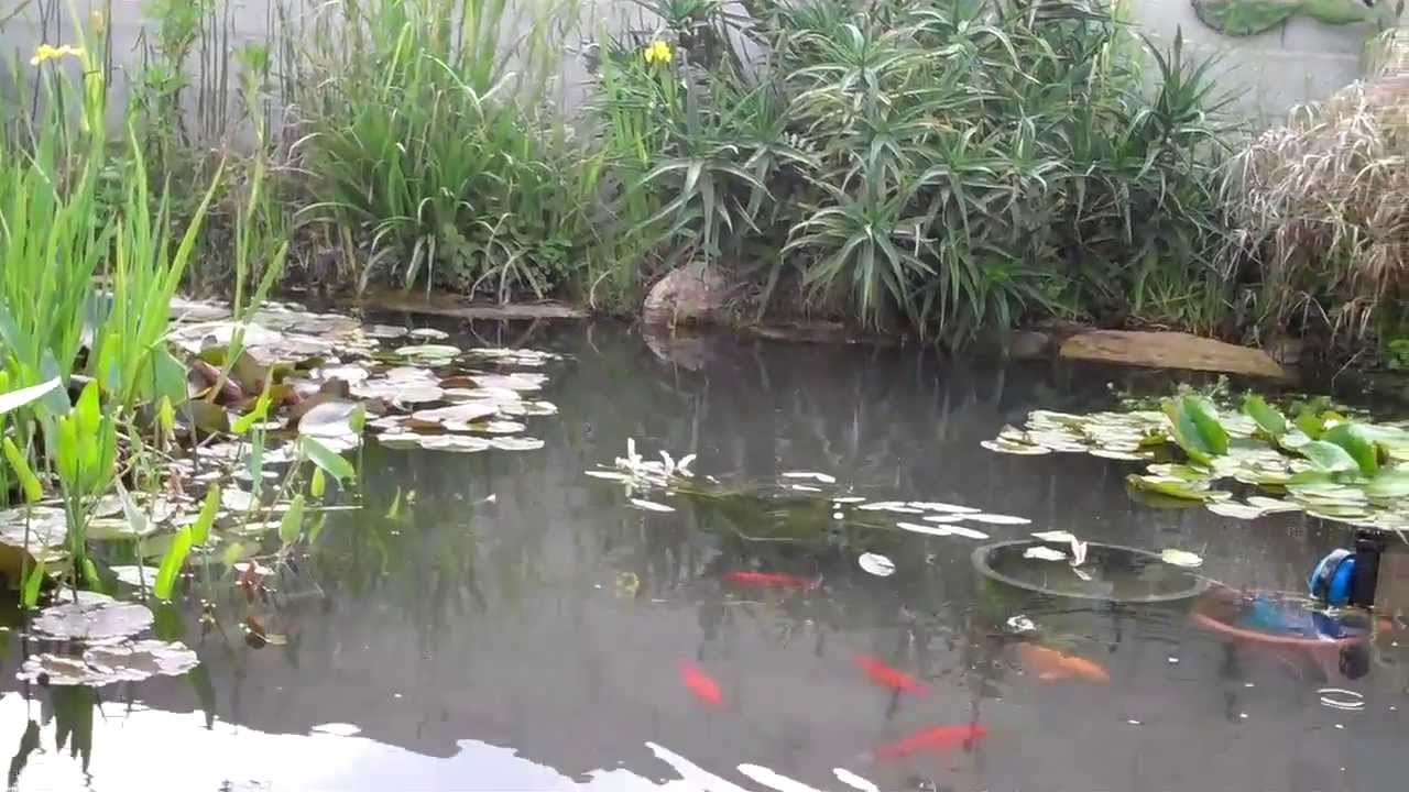 poisson chat bassin de jardin